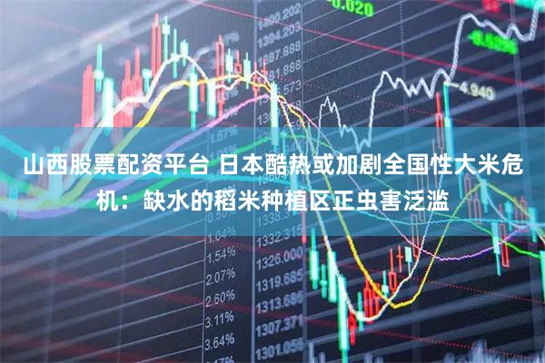 山西股票配资平台 日本酷热或加剧全国性大米危机：缺水的稻米种植区正虫害泛滥